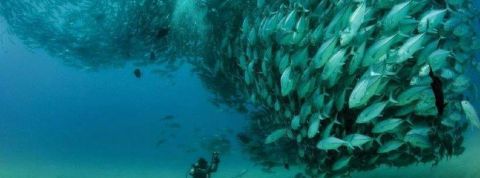 holacratie holacratie