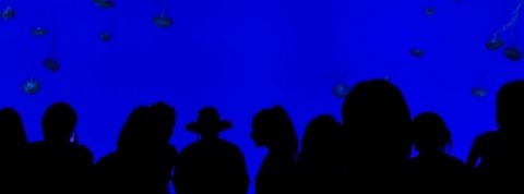 audience audience
