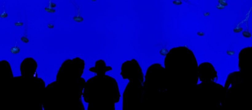 audience audience