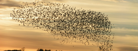 holacratie holacratie