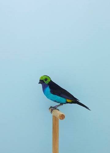 oiseau-bleu oiseau-bleu