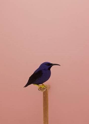 oiseau-rouge oiseau-rouge
