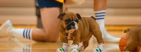 Pedigree-pupletes Pedigree-pupletes