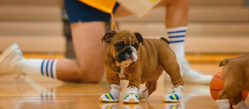 Pedigree-pupletes Pedigree-pupletes