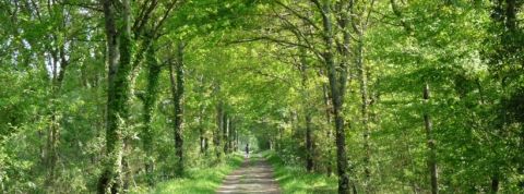 verdure verdure