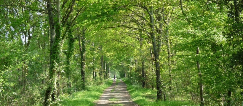 verdure verdure