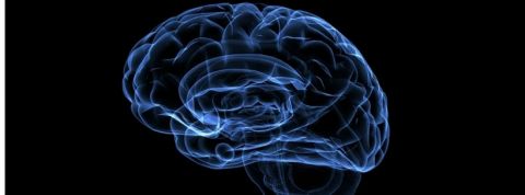 blue-brain blue-brain