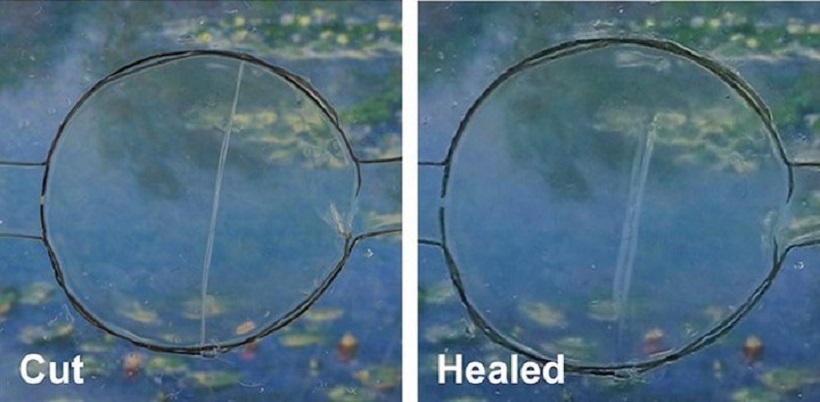 cut-healed