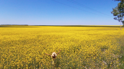 parrot tournesol femme
