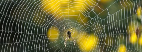 spiderweb spiderweb