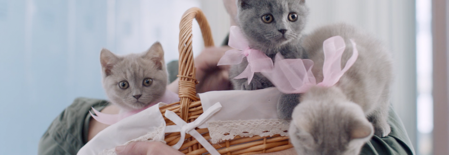 chatons Chatons