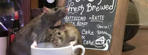 rat-cafe Cafe à rats