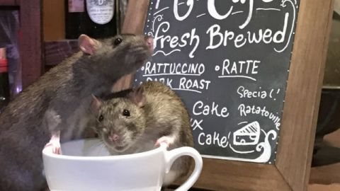 Cafe à rats