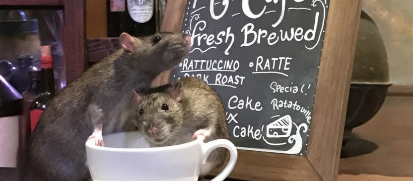 rat-cafe Cafe à rats