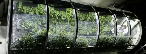 Serre-dans-l-espace Faire pousser des légumes dans l'espace