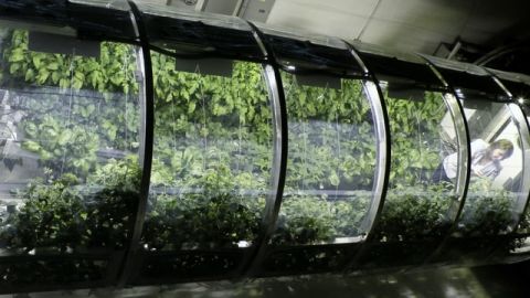 Faire pousser des légumes dans l'espace