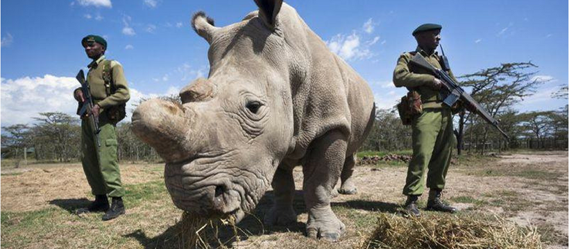 sudan rhinoceros sudan rhinoceros