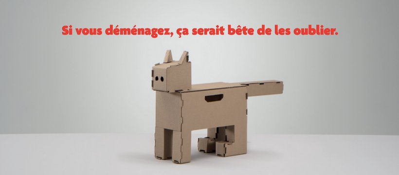 demenagement quebec animaux carton chat en carton