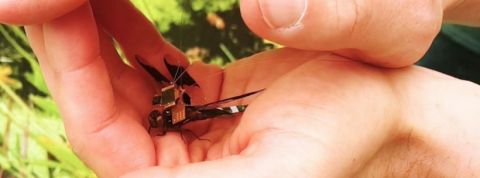 libellule robot Libellule robot