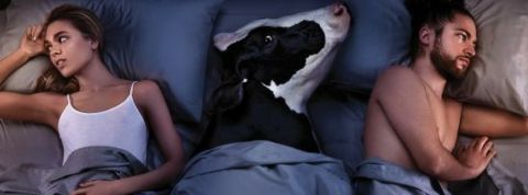 PETA lit PETA vache au lit