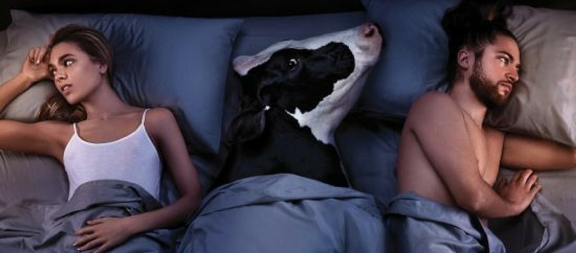 PETA lit PETA vache au lit