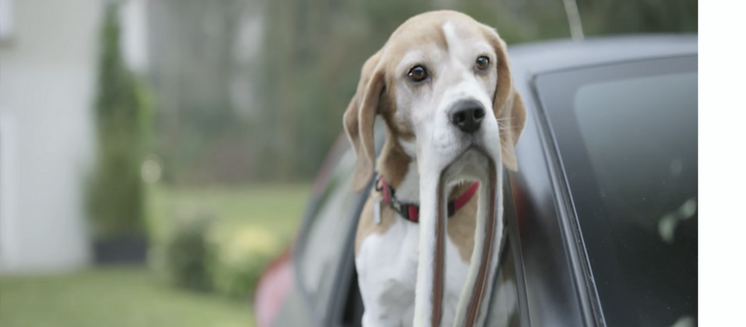 peugeot chien hors norme chien à la fenêtre d'une voiture