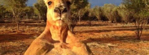 Kangourou Kangourou