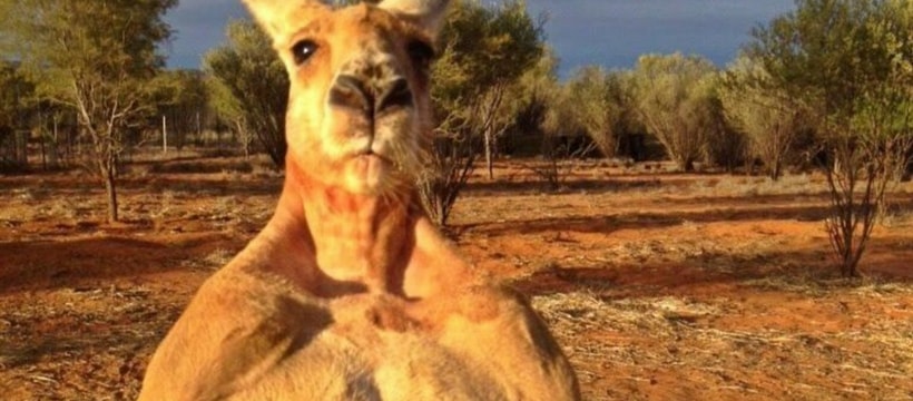 Kangourou Kangourou