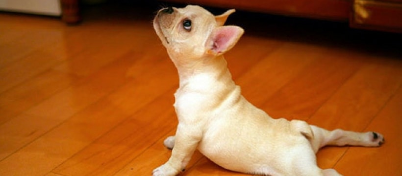 yoga Chien posture yoga