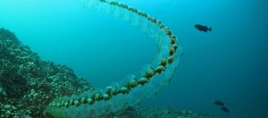 Salpes et biomimétisme