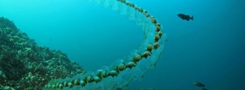 salpes-biomimetisme Salpes et biomimétisme