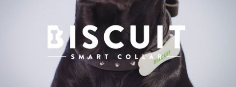 Biscuit Biscuit
