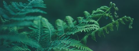 echo-grid-314662 echo-grid-314662