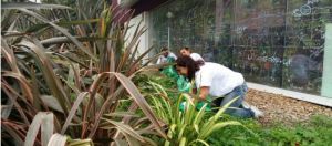 La terrasse végétalisée de chez Nexity
