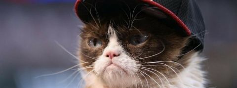 Grumpy Cat en casquette