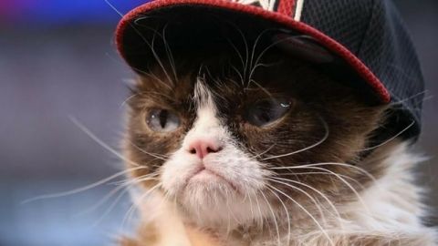 Grumpy Cat en casquette