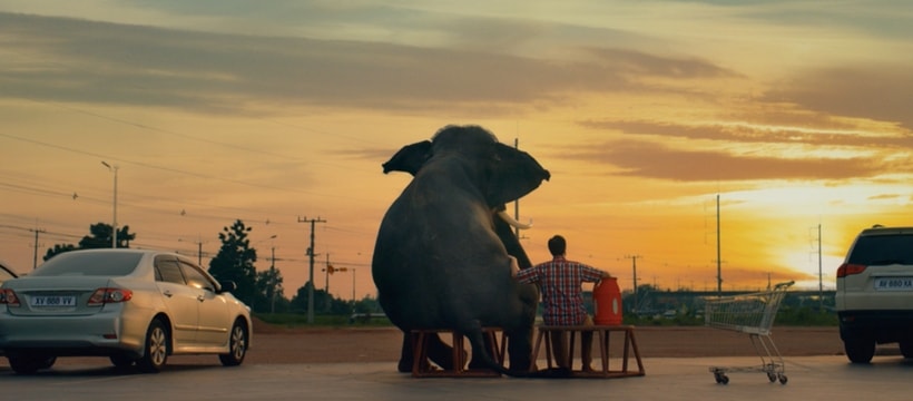 Antargaz elephant assis devant un coucher de soleil