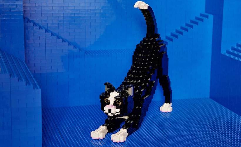 chat lego chat lego