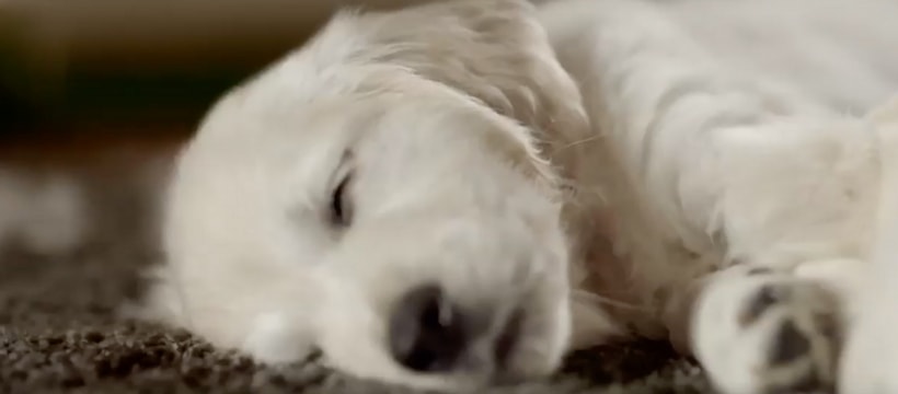 Chiot Rowenta Chiot qui dort