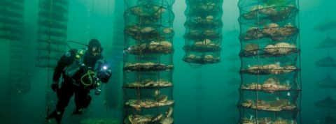 elevage-poissons elevage poissons