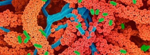 eligo bioscience Des molécules