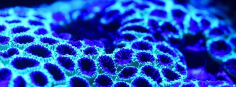 Faites vous soigner nanobots algues algues bleues