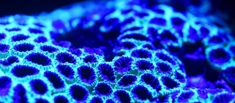 Faites vous soigner nanobots algues algues bleues