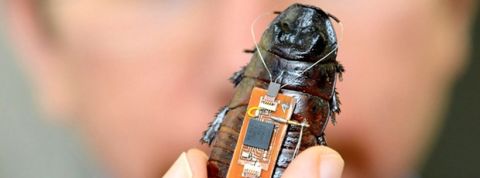 insecte-robot insecte robot