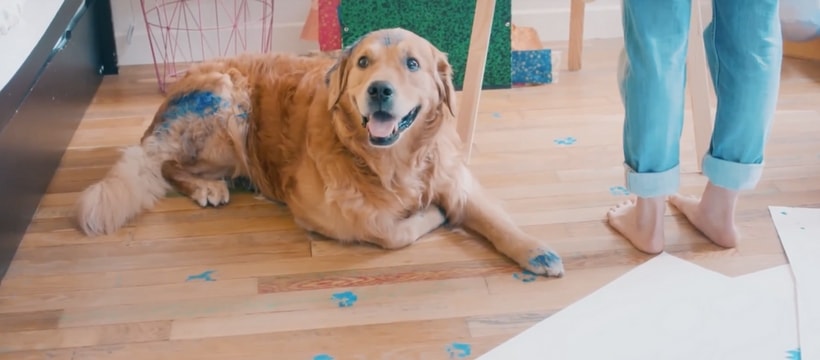 Okay Sensiogrey golden retriever peint en bleu