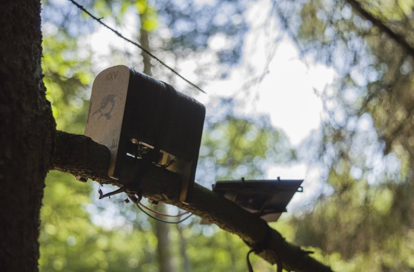 boite imitant le son d'un pivert