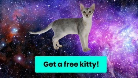 Une illustration provenant de CryptoKitties, le réseau qui permet de gagner de l'Ether grâce à des chats virtuels