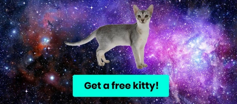 cryptokitties Une illustration provenant de CryptoKitties, le réseau qui permet de gagner de l'Ether grâce à des chats virtuels
