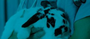 Un lapin dans les bras d'un médecin