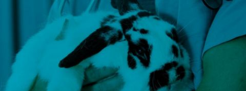 genoskin Un lapin dans les bras d'un médecin